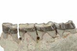 Fossil Running Rhino (Hyracodon) Jaw Section - South Dakota #355974-2